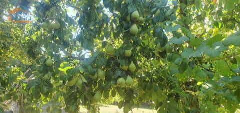 Moradia e terreno agrícola  de regadio 