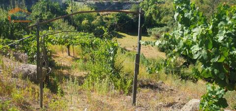 Moradia e terreno agrícola  de regadio 
