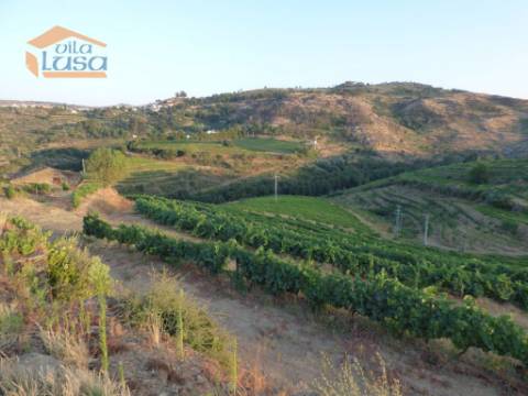 Quinta no Douro de excelente qualidade