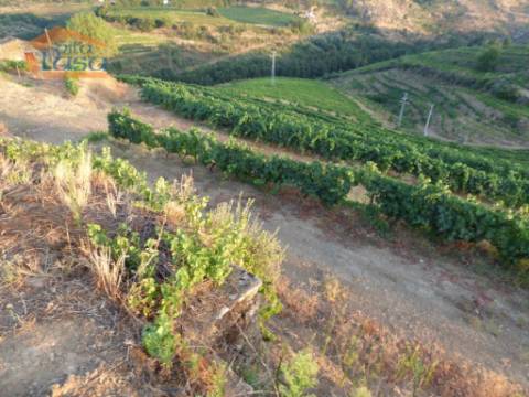 Quinta no Douro de excelente qualidade