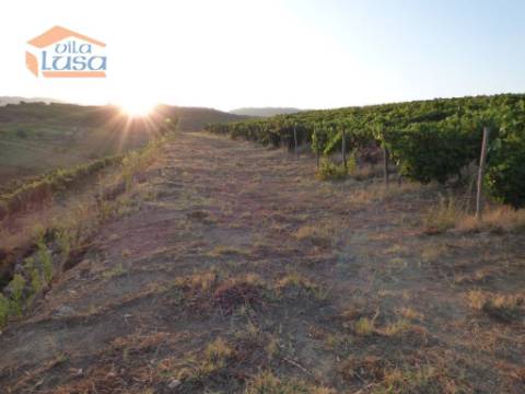 Quinta no Douro de excelente qualidade