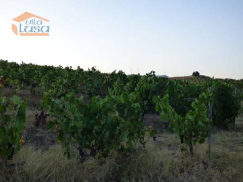 Quinta no Douro de excelente qualidade