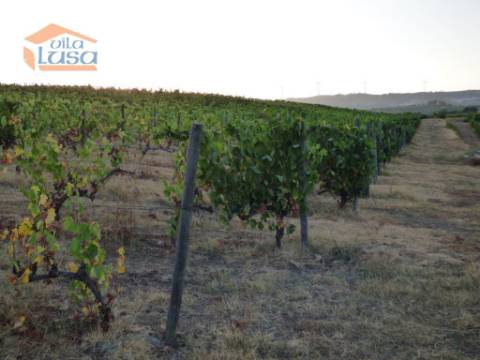 Quinta no Douro de excelente qualidade