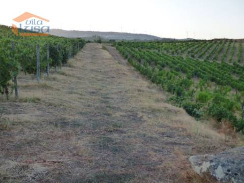 Quinta no Douro de excelente qualidade