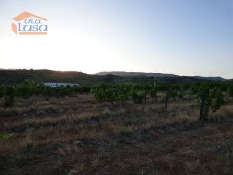 Quinta no Douro de excelente qualidade