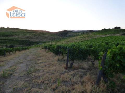 Quinta no Douro de excelente qualidade