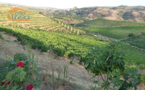Quinta no Douro de excelente qualidade