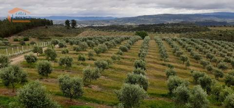 Quinta Mirandela com 12 hectares próxima do Rio Tua