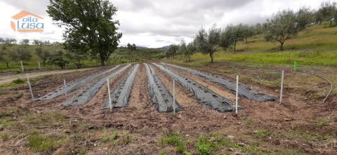 Quinta Mirandela com 12 hectares próxima do Rio Tua