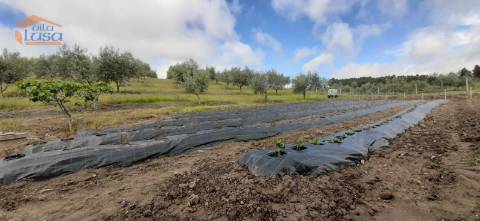 Quinta Mirandela com 12 hectares próxima do Rio Tua