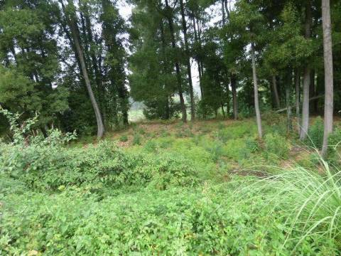 Terreno Monte da Vigem para construção