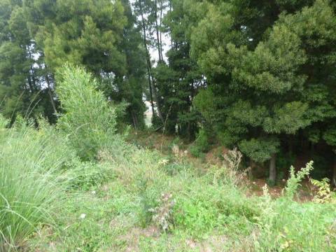 Terreno Monte da Vigem para construção