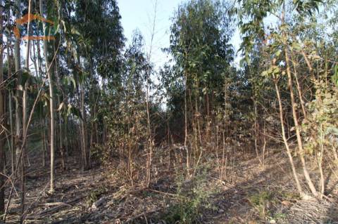 Terreno com 4.400 m2 à venda no Olival, Vila Nova de Gaia