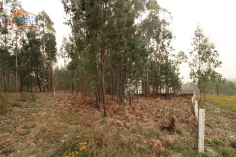 Terreno Olival com 11280 m2 Face a En 222 com 124 metros de Frente