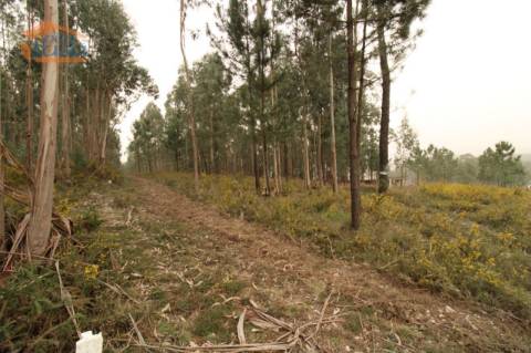 Terreno Olival com 11280 m2 Face a En 222 com 124 metros de Frente