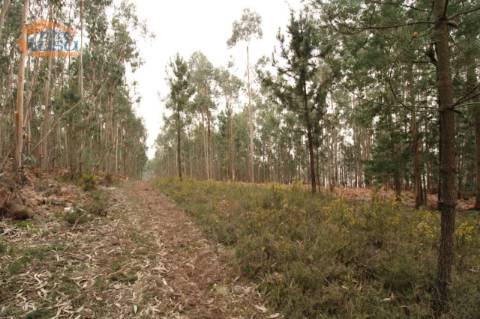 Terreno Olival com 11280 m2 Face a En 222 com 124 metros de Frente