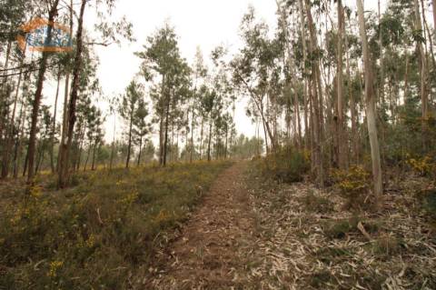 Terreno Olival com 11280 m2 Face a En 222 com 124 metros de Frente