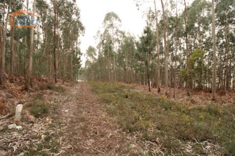 Terreno Olival com 11280 m2 Face a En 222 com 124 metros de Frente