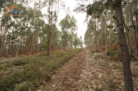 Terreno Olival com 11280 m2 Face a En 222 com 124 metros de Frente