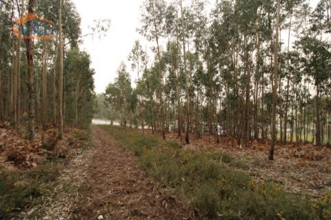 Terreno Olival com 11280 m2 Face a En 222 com 124 metros de Frente