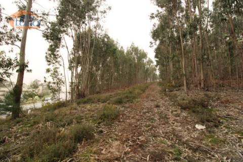 Terreno Olival com 11280 m2 Face a En 222 com 124 metros de Frente