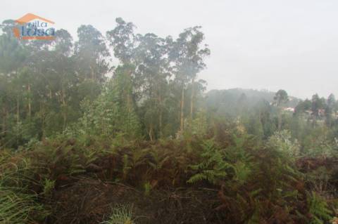 Terreno florestal , Pedroso com 3.682 m2 fáceis acessos 