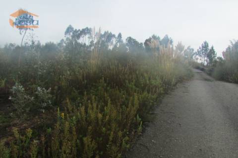 Terreno florestal , Pedroso com 3.682 m2 fáceis acessos 