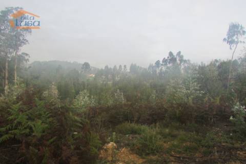 Terreno florestal , Pedroso com 3.682 m2 fáceis acessos 