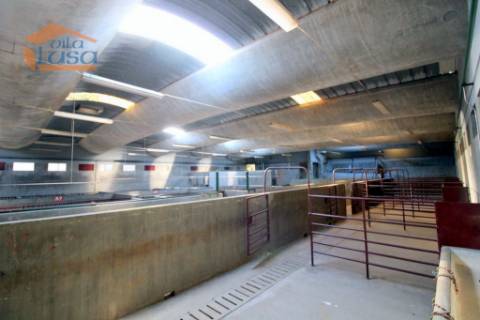 Matadouro Industrial no distrito de Coimbra equipado Pronto a laborar