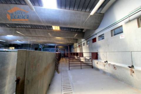 Matadouro Industrial no distrito de Coimbra equipado Pronto a laborar