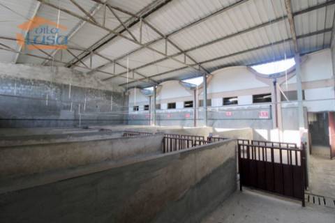 Matadouro Industrial no distrito de Coimbra equipado Pronto a laborar