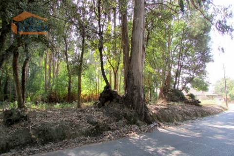 Terreno Grijo, para a contrução de Moradia de 4 frentes