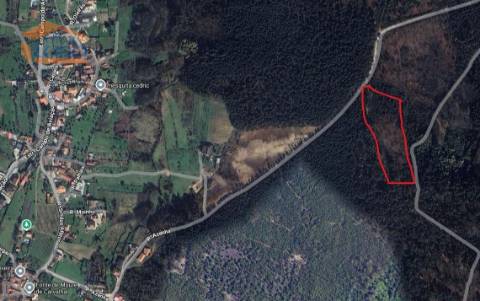 Pinhal em Fial, freguesia de Mundão