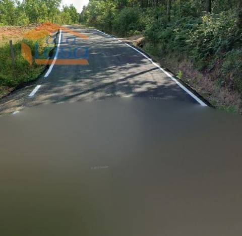 Pinhal em Fial, freguesia de Mundão