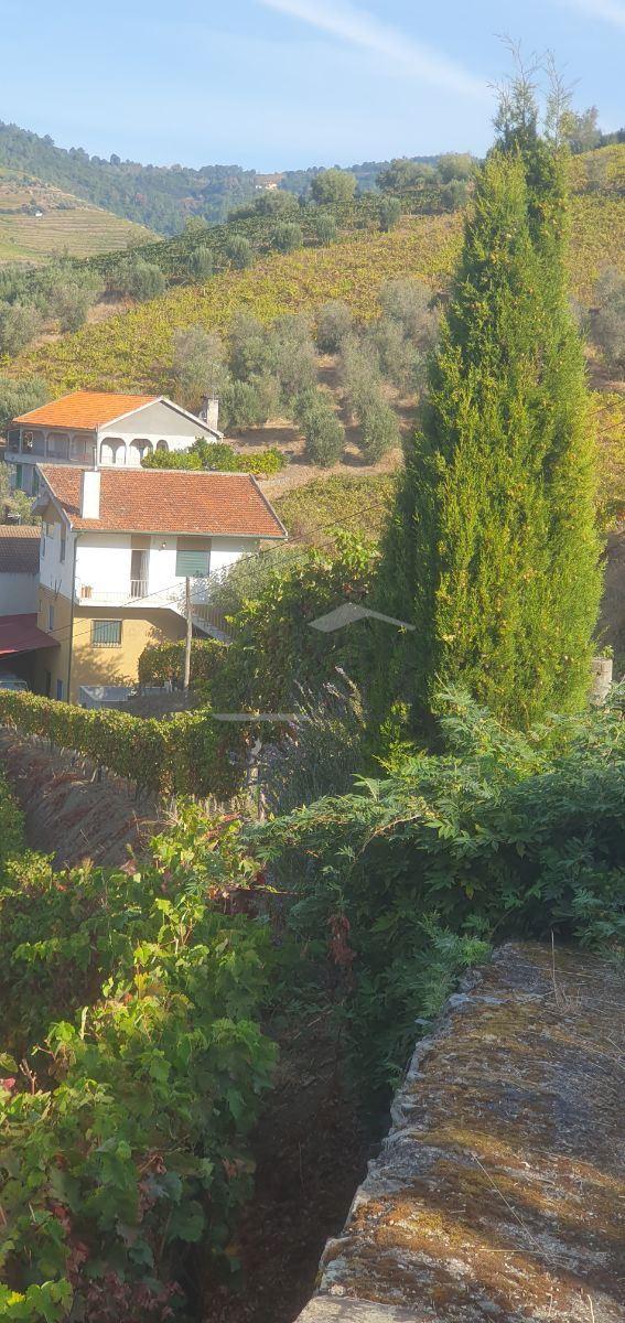 Moradia e Vinha com adega para venda