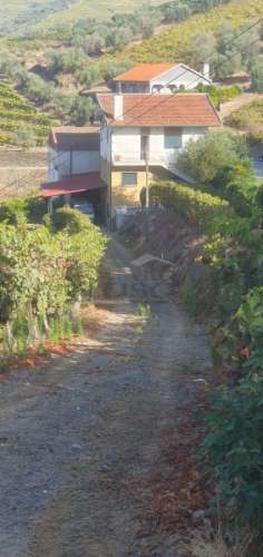 Moradia e Vinha com adega para venda