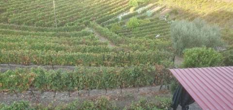 Moradia e Vinha com adega para venda