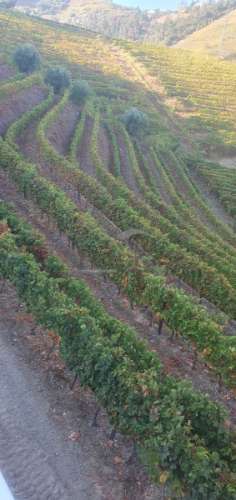 Moradia e Vinha com adega para venda