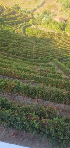 Moradia e Vinha com adega para venda