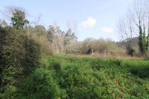 Terreno Agrícola com 4.800 m² | Olival