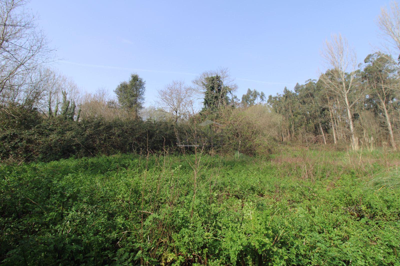 Terreno Agrícola com 4.800 m² | Olival