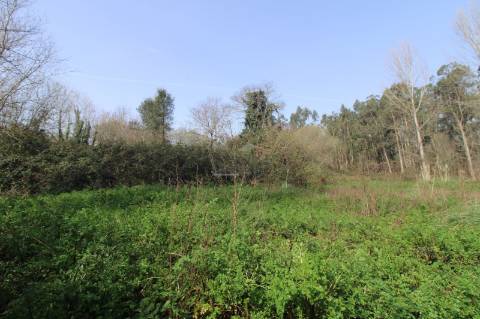 Terreno Agrícola com 4.800 m² | Olival