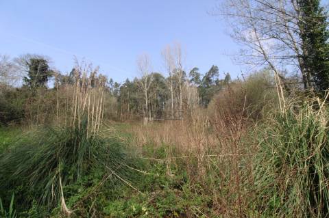 Terreno Agrícola com 4.800 m² | Olival