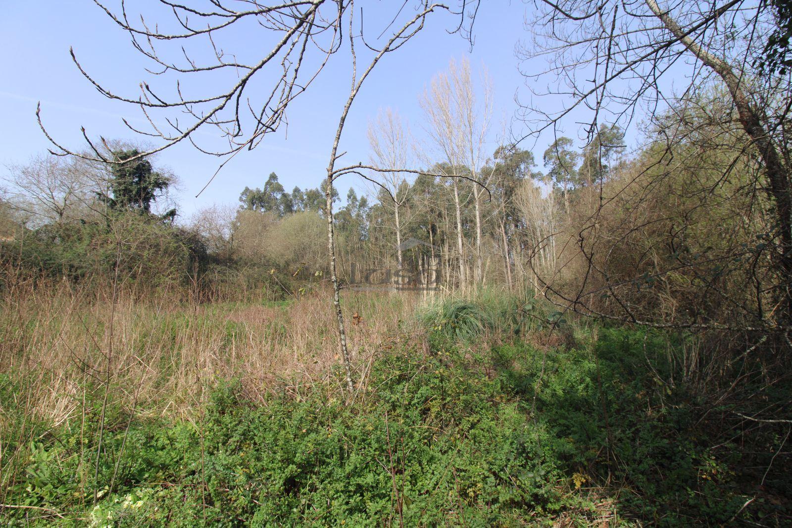 Terreno Agrícola com 4.800 m² | Olival