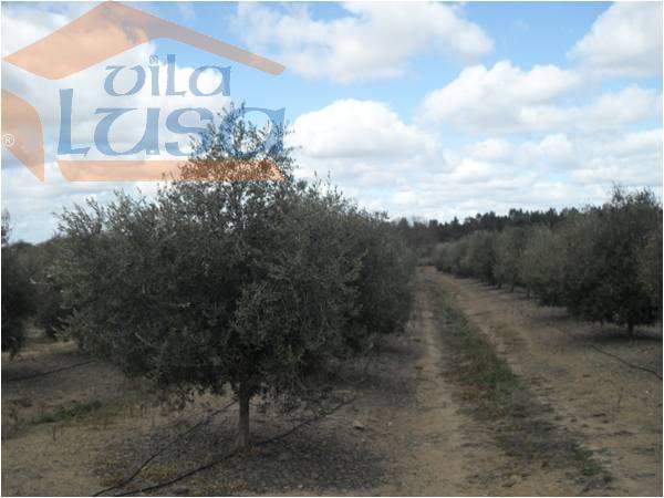 Herdade no Alentejo de Olival