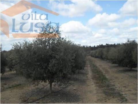 Herdade no Alentejo de Olival