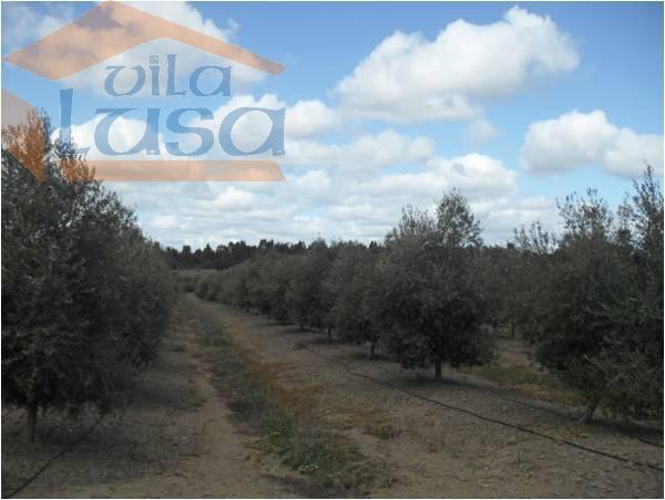 Herdade no Alentejo de Olival