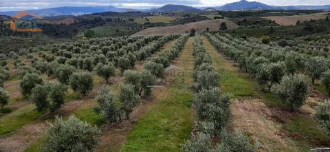 Quinta Mirandela com 12 hectares próxima do Rio Tua