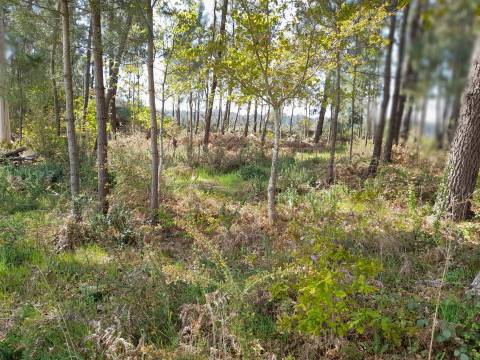 Terreno  Venda em Cornes,Vila Nova de Cerveira