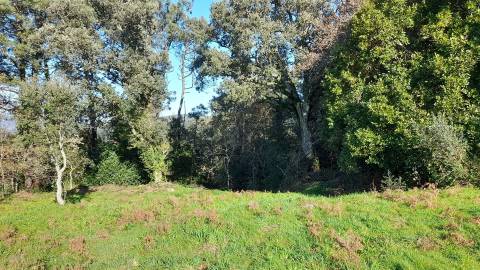 Terreno Urbano  Venda em Dem,Caminha